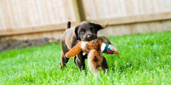 german shorthaired pointer puppies near me