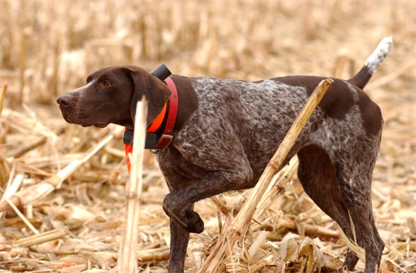 German Shorthair Princess Di