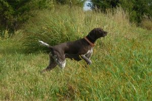 Top Gun Heaven Scent "Grace" - German Shorthaired Pointer