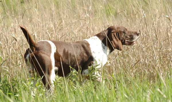 Jake German Shorthaired Pointer