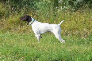 Top Gun Impressive Sir Henry - German Shorthaired Pointer