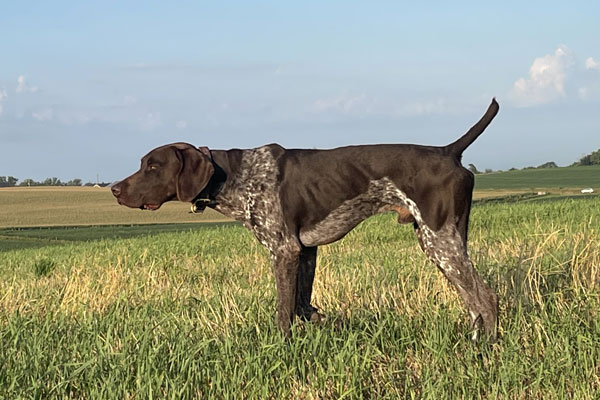 Top Gun George German Shorthair