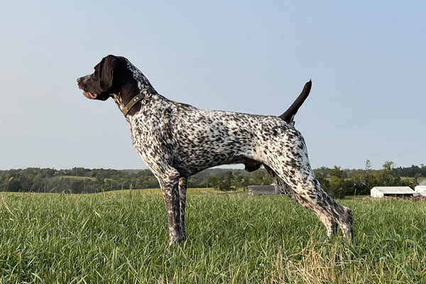 Top Gun Pete German Shorthair