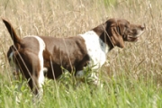 Top Gun Jake GSP