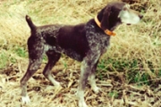 Top Gun Snuffy GSP