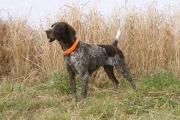 GSPCA Hunt Test Dam of Year Princess Di