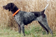 German Shorthair Princess Di