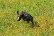 Princess Di German Shorthair in Field