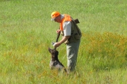 Steve and Princess Di German Shorthair