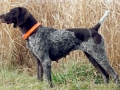 German Shorthair Princess Di