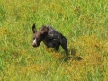 Princess Di German Shorthair in Field