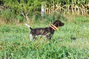Grace Female German Shorthair Training