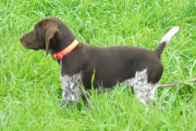 Grace Female German Shorthair in Field