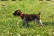 Grace Female German Shorthair on Lead