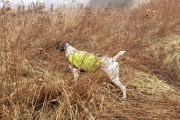 Top Gun Hank German Shorthaired Pointer