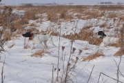 Top Gun Hank German Shorthaired Pointer
