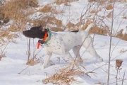 Top Gun Hank German Shorthaired Pointer