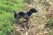 Top Gun Hope German Shorthair Pointing