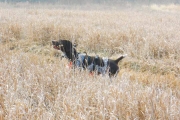 Top Gun Hope German Shorthair in Field