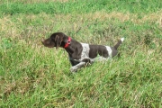 Top Gun Hope German Shorthair on Point