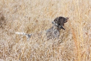 Jessie Female German Shorthair Hunting