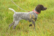 Jessie Female German Shorthair on Lead