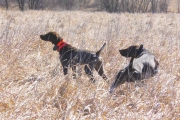 Princess Dee German Shorthair Honor