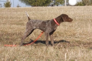 Princess Dee German Shorthair Lead