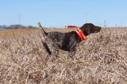 Princess Dee German Shorthair On Point