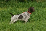 TGK Top Gun Ivy
