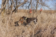 Will German Shorthaired Pointer