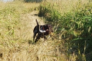 Will German Shorthaired Pointer