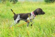 Top Gun Will On Lead