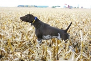 Will German Shorthaired Pointer